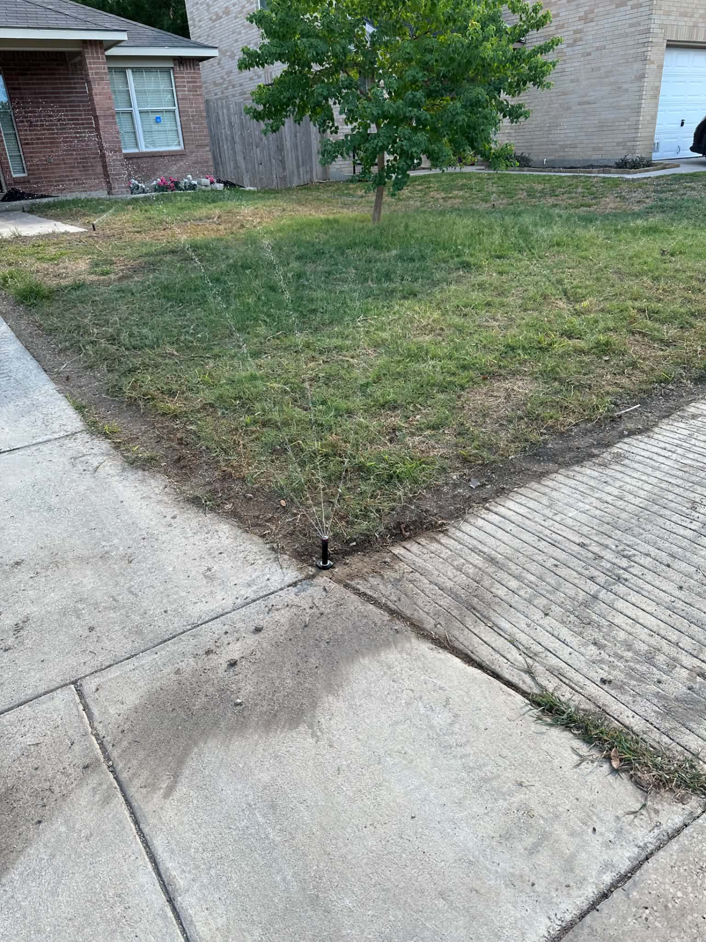 Pop-up sprinkler watering a front lawn beside a driveway